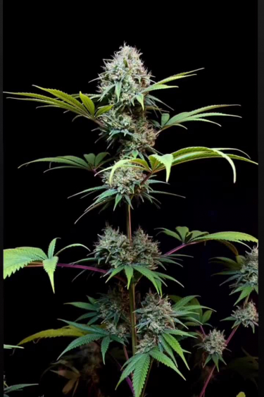 Afghan Kush Auto - Flowering Plant Against Black Background