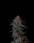 Instagram Guava Sundae Auto™