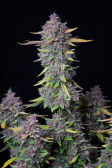 Instagram Purple Punch Auto
