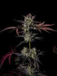 Instagram Mendo Frost Auto™