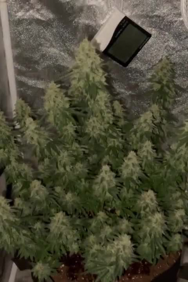 Gorilla Cookies FF - Full Tent of Plants in Early Flowering