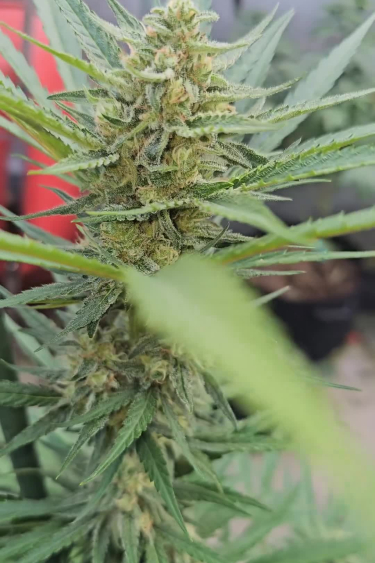 Ztrawberriez Auto - Mature Frosty Cola on Plant