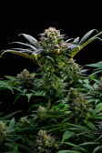 Instagram GG4 Sherbet FF