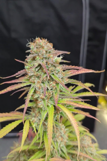 Green Crack Auto - Sat Cola Structure Inside a Grow Tent