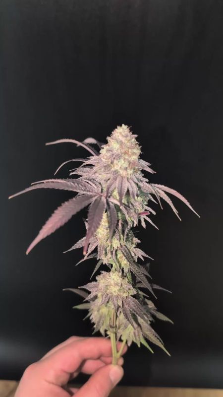 Garlic Mint Sherbet Pheno #3 - Pink-Tinted Branch in Late Flower