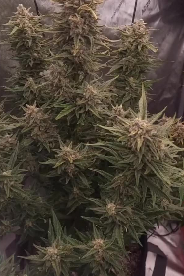 Rhino Ryder Auto - Dense Mature Flowering Branch Close Up