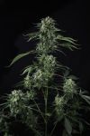 Instagram Banana Guava Auto™