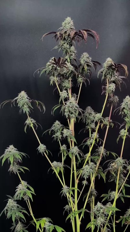 Garlic Mint Sherbet Pheno #2 - Open Branching with Dark Leaf Tips