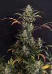 Instagram Mendo Cherry Cookies Auto™