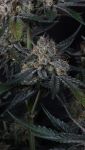 Instagram Guava Runtz Auto™