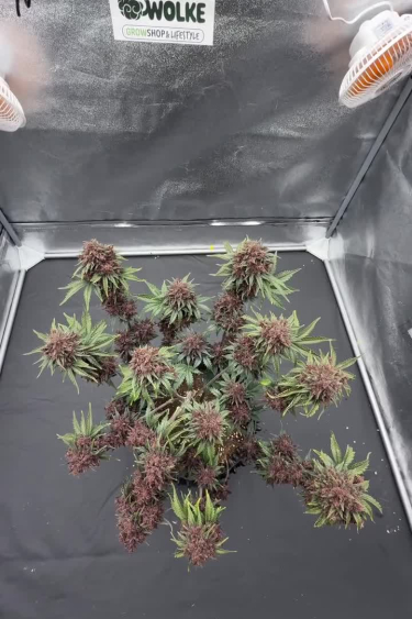 Banana Purple Punch Auto - Colorful Plant Canopy Before Return