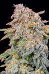 Instagram Cherry Cola Auto