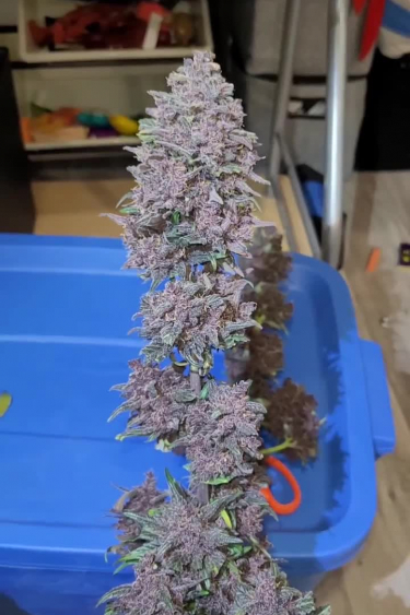Blackberry Auto - How Big Can the Main Cola Get?