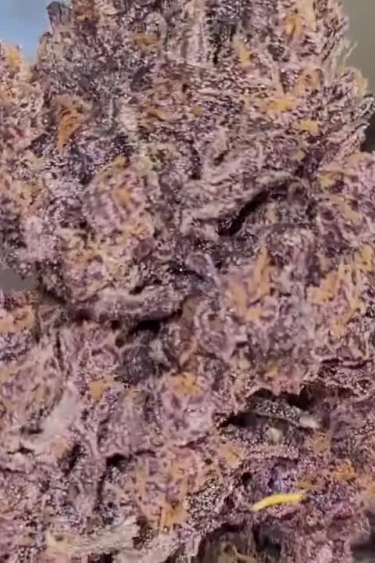 Purple Lemonade Auto - Purple Buds Covered in Frosts