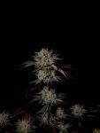 Instagram Mendo Frost Auto™