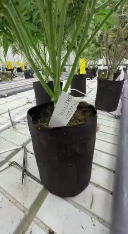 Breeding Facilities Full Plants of Cinderella Auto