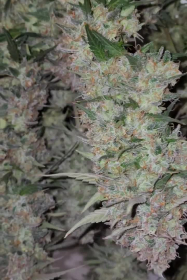 Mix Pack Auto - Frosty Bud Structure and Frost Coverage