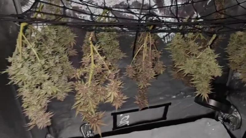 GG4 Sherbet FF, Purple Lemonade FF, Wedding Cheesecake FF @max____8983