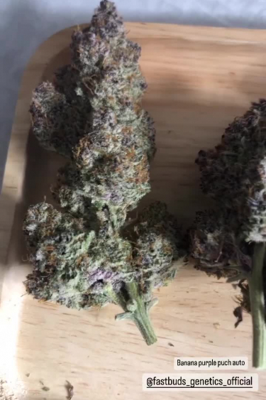 Banana Purple Punch Auto - Freshly Returned Branches Before Drying