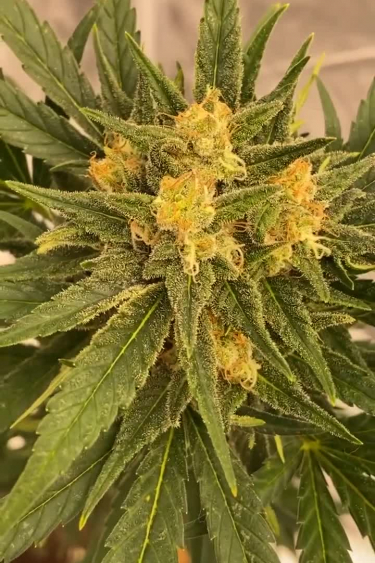 Afghan Kush Auto - Ind Leaves and Golden Pistils in Bloom