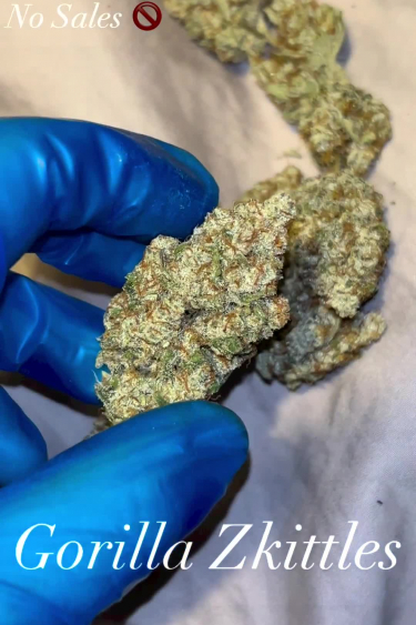 Gorilla Z Auto - Dried Bud Check: Density and Frost After Cure