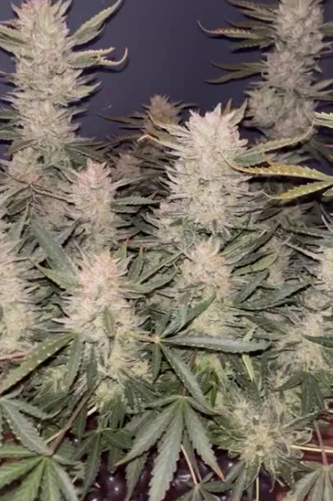 Blue Dream Auto - Multiple Frosty Colas in Late Flower