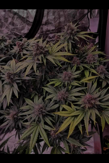 Tropicana Cookies Auto - Dark Foliage and Late Flower Colors