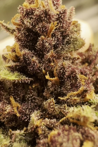 Cherry Cola Auto - Dark Ripe Buds with Rust-Colored Pistils