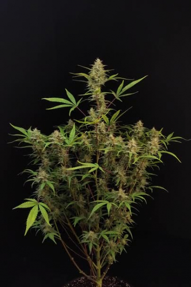 Ztrawberriez Auto - Mature Flowering Plant Against Black Background