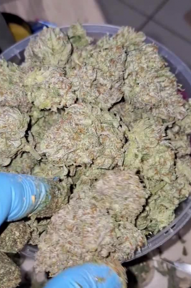 Ztrawberriez Auto - Large Pile of Dense Returned Buds