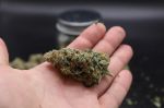 Instagram Pineapple OG Auto™