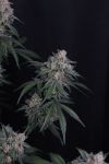 Instagram GMO Auto™