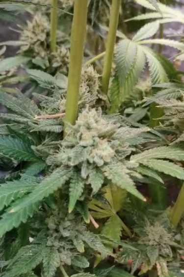 Gorilla Melon - Frosty Bud Growing on Branch