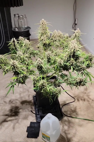 Lemon AK Auto - Wide Flowering Plant Before Return