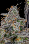 Instagram Banana Purple Punch Auto