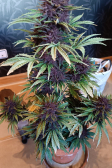 Instagram Banana Purple Punch Auto