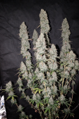Instagram Papaya Cookies Auto™