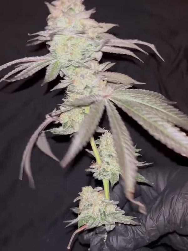Garlic Mint Sherbet @kygrow42 IG 3