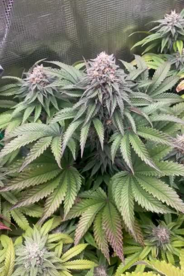 Lemonpaya - Purple Flowering Plant with Wide Canopy