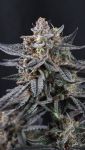 Instagram Mendo Cherry Cookies Auto™