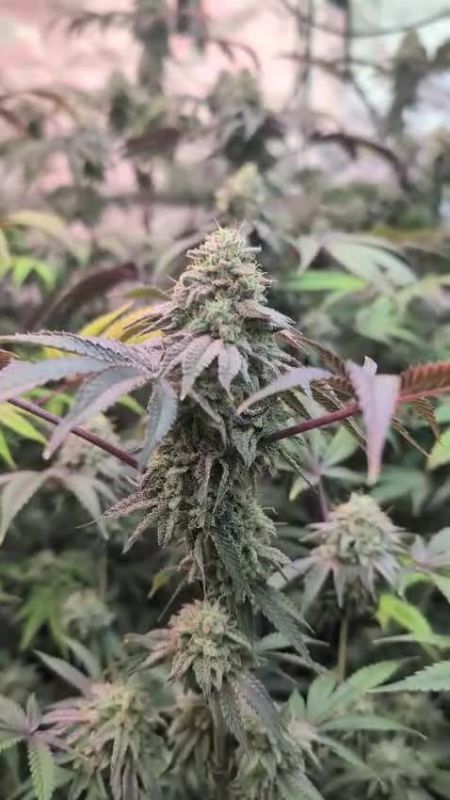 Z42 - Frosty Hyb Cola with Purple Leaves by @david