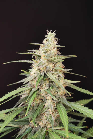 Sour Diesel Auto - Long Frosty Cola in Late Flower