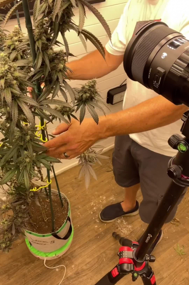 Gorilla Cookies FF - Inspecting Large Flowering Plant Indoors