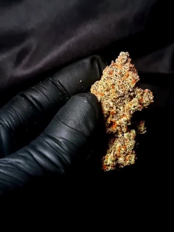 Mendo Frost Auto - Golden Cured Nug on Black by @1s1and_t