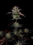 Instagram Mendo Frost Auto™