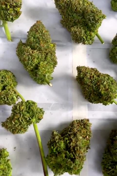 BubbleGum Auto - Returned Green Buds Drying on Surface
