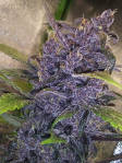 Instagram Purple Lemonade Auto