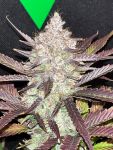 Instagram Guava Auto RF3™