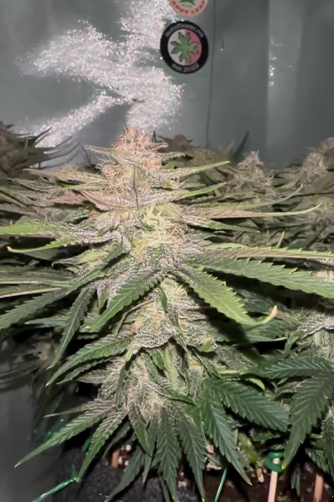 Lemon Cherry Cookies Auto - Frosty Flowering Cola Indoors