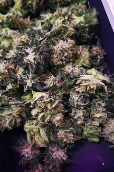 Kosher Cake Auto - Frosty Buds with Purple Tones Ready for Return